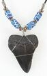 Polished Megalodon Tooth Necklace #43172-1